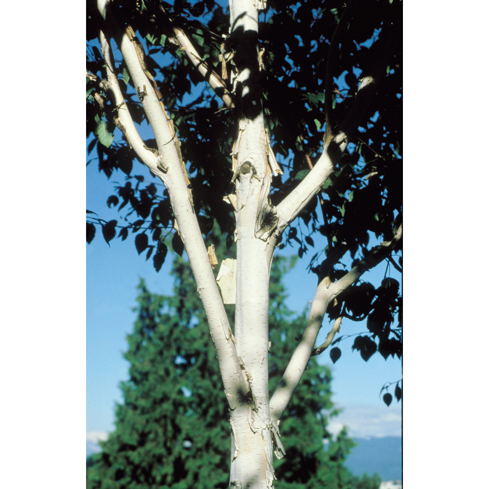 Frank P Matthews Trees Betula Uti Snow Queen Tree in Pot 12L Image 2