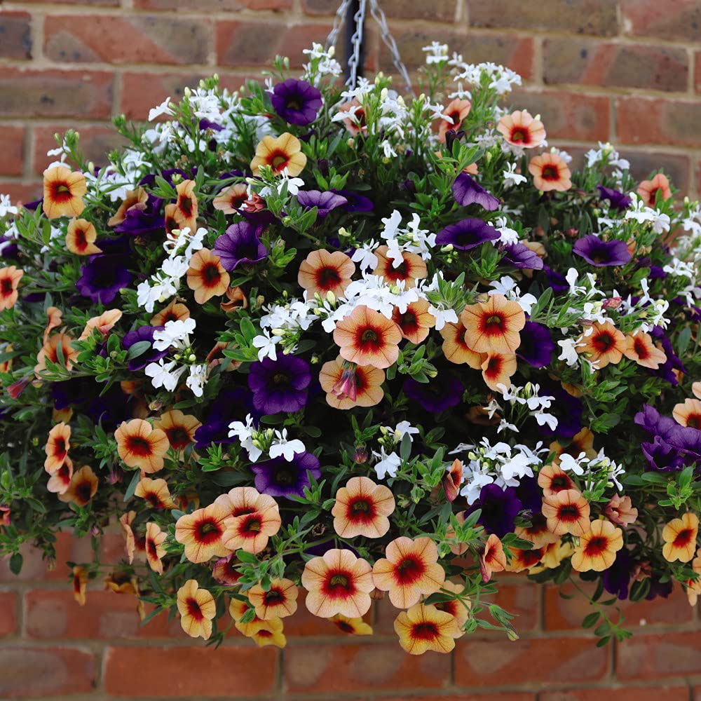 Thompson and Morgan Fruit Salad Preplanted Hanging Basket 35cm Image 2