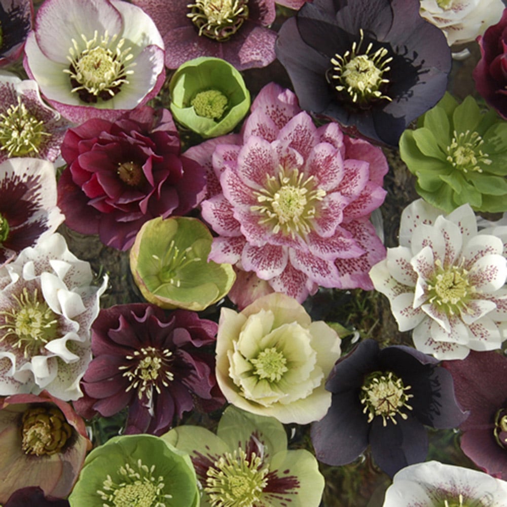 YouGarden Hellebore Double Queen Mix Plug Plant 12 Pack Image 2