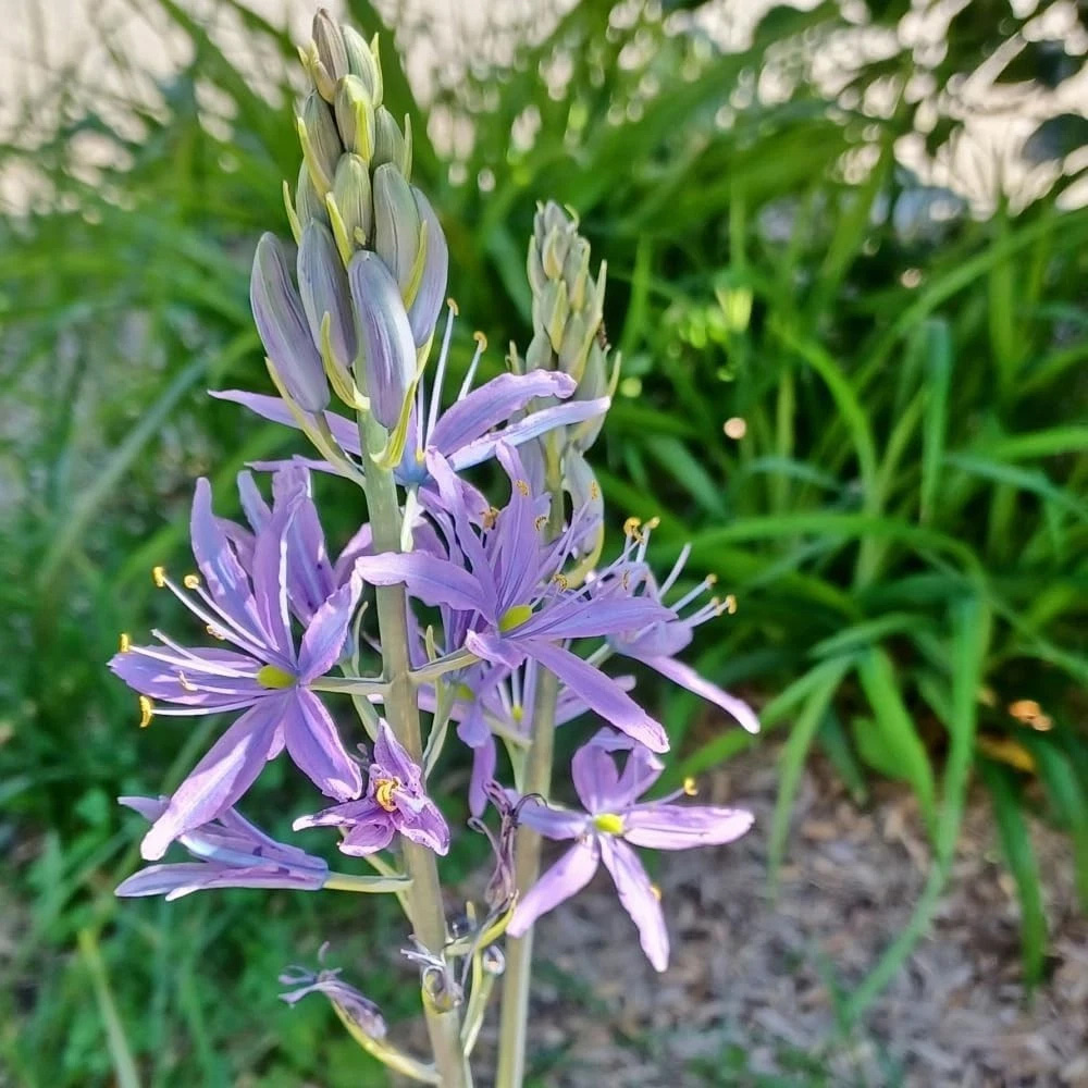 Thompson and Morgan Camassia Leichtlinii Caerulea Planting Bulb 12 Pack Image 2