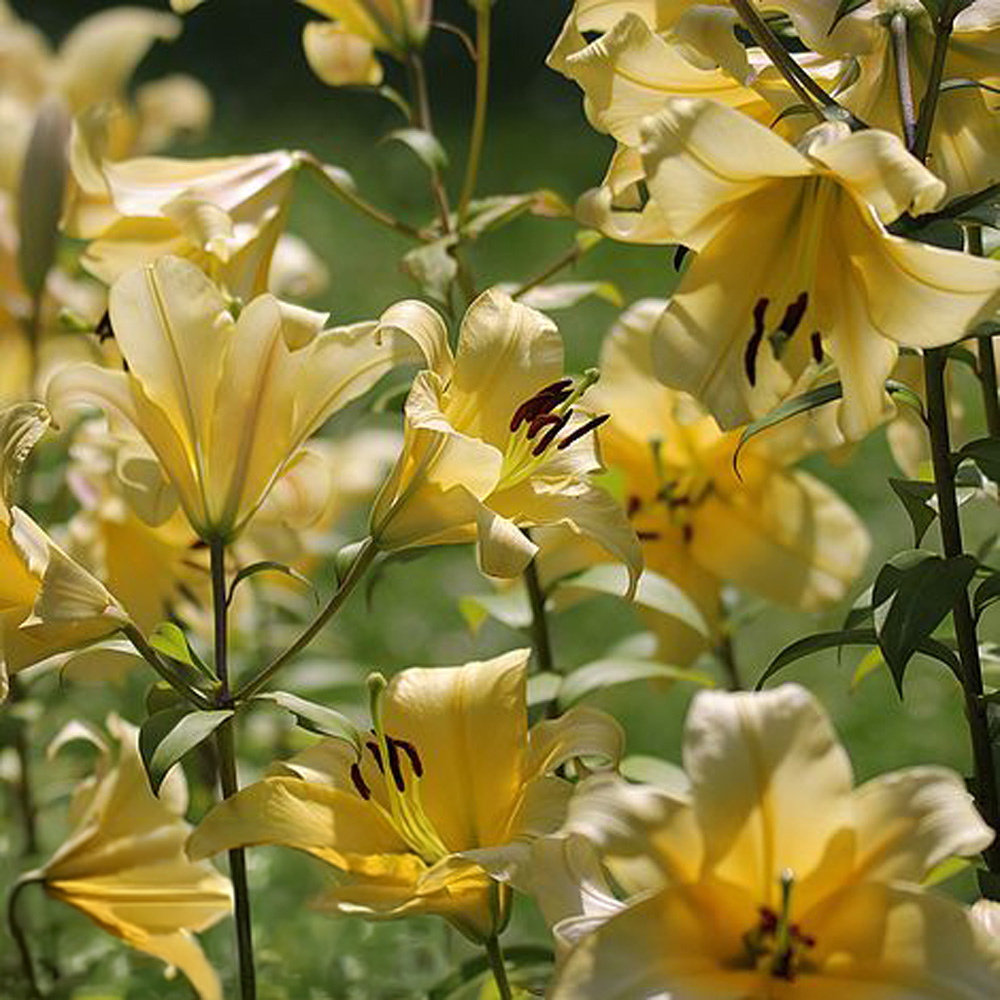 Thompson and Morgan Tree Lily Honeymoon Planting Bulb 3 Pack Image 2