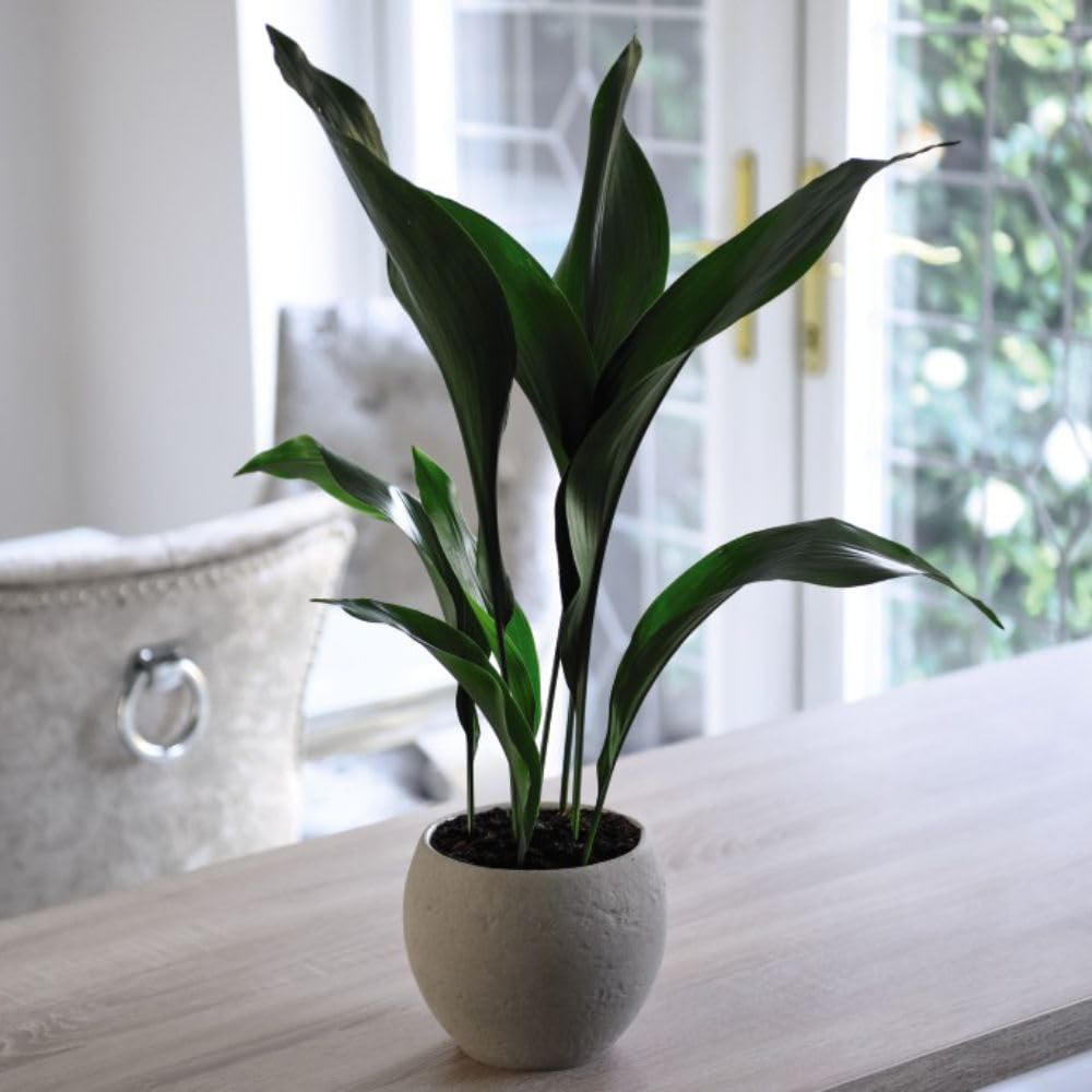 Thompson and Morgan Aspidistra Cast Iron Plant Elatior Potted Plant 12cm 2 Pack Image 4