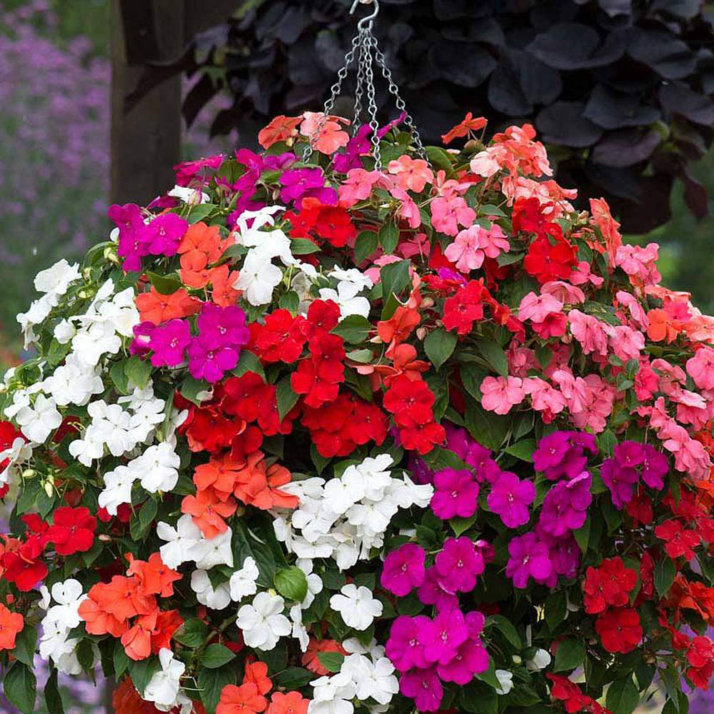 Thompson and Morgan Busy Lizzie Beacon Mixed Garden Ready Plant 15 Pack Image 4