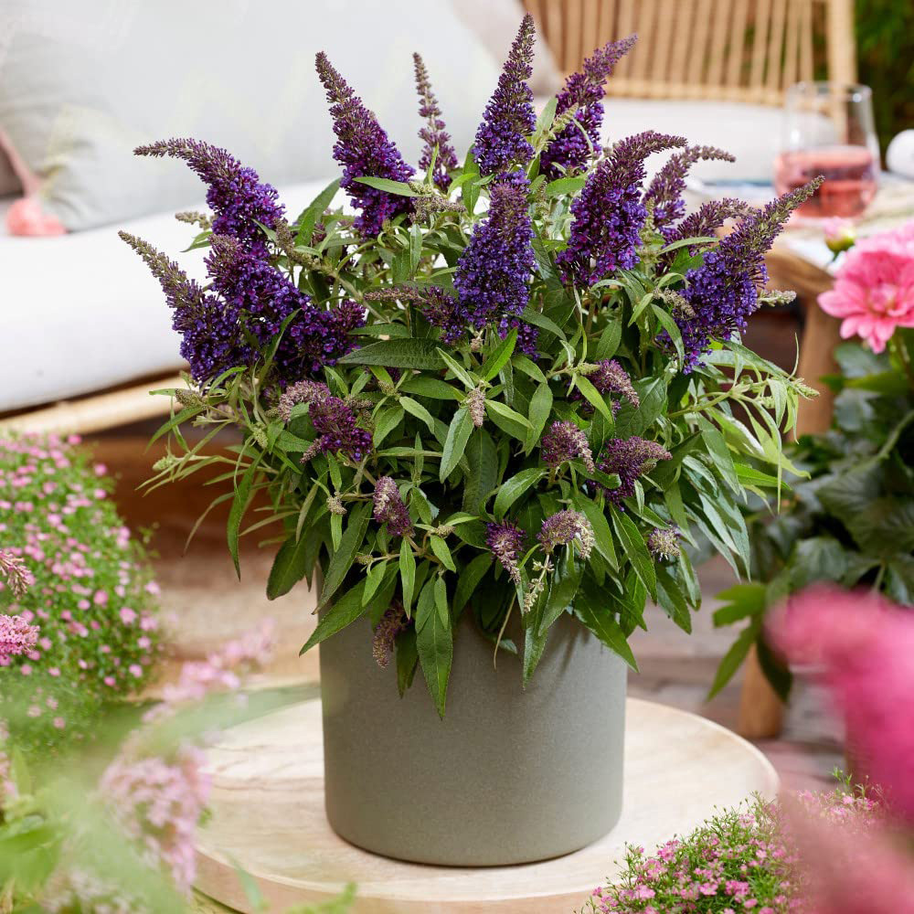 Thompson and Morgan Buddleja Butterfly Candy Little Purple Plant Pot 9cm Image 3