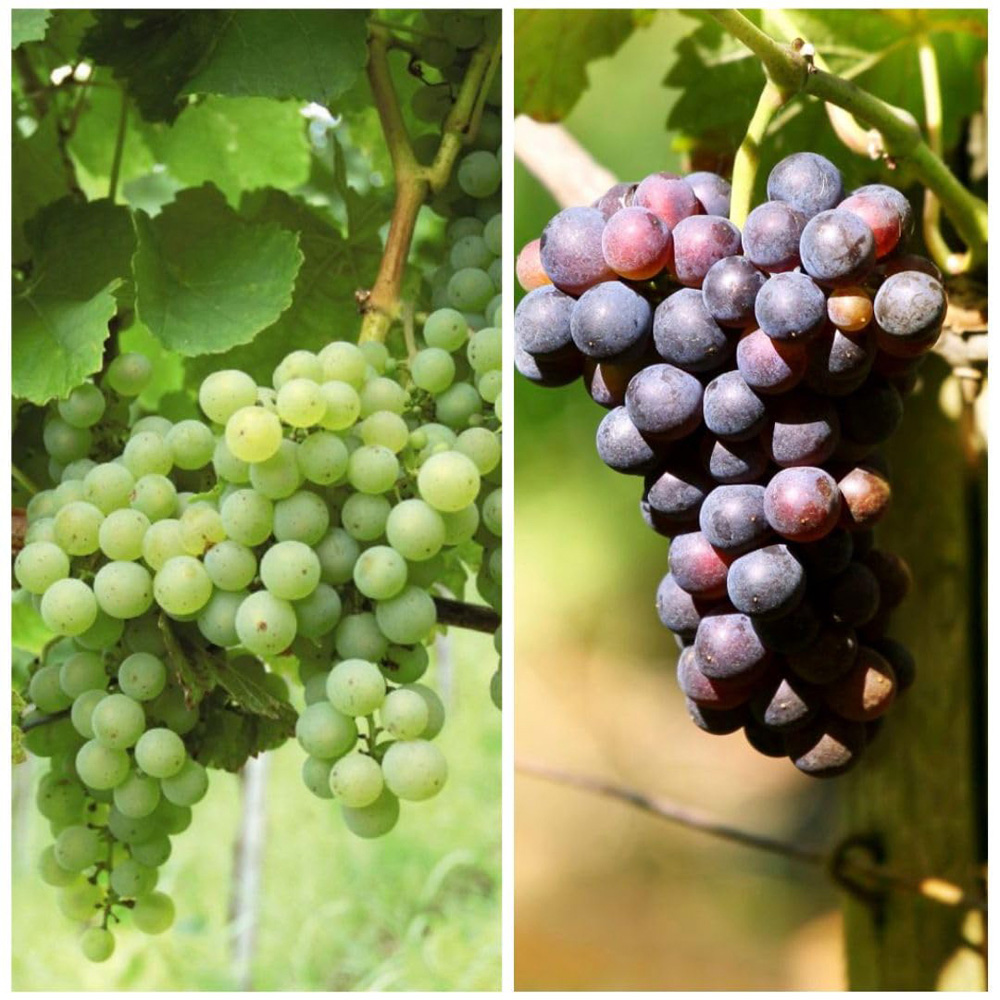 Thompson and Morgan Grape Collection Plant Pot 2L 2 Pack Image 1