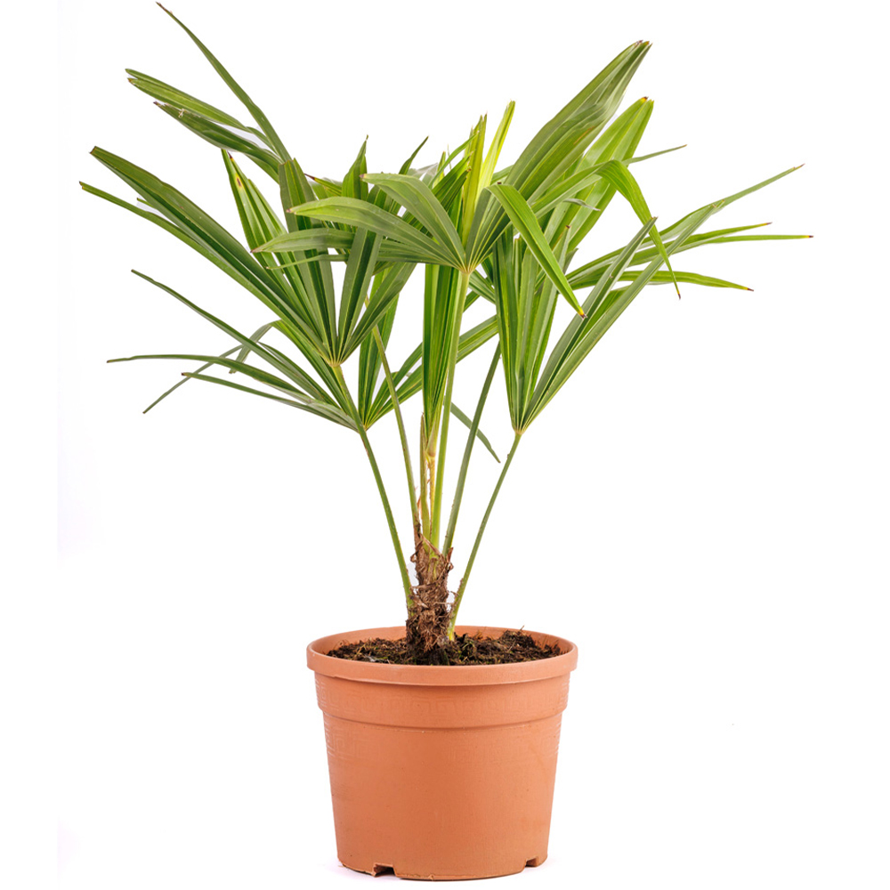 YouGarden Windmill Palm Plant Pot 14cm Image 3