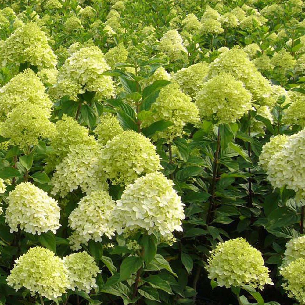 Thompson and Morgan Hydrangea Limelight Standard Plant Pot 4.5L Image 4