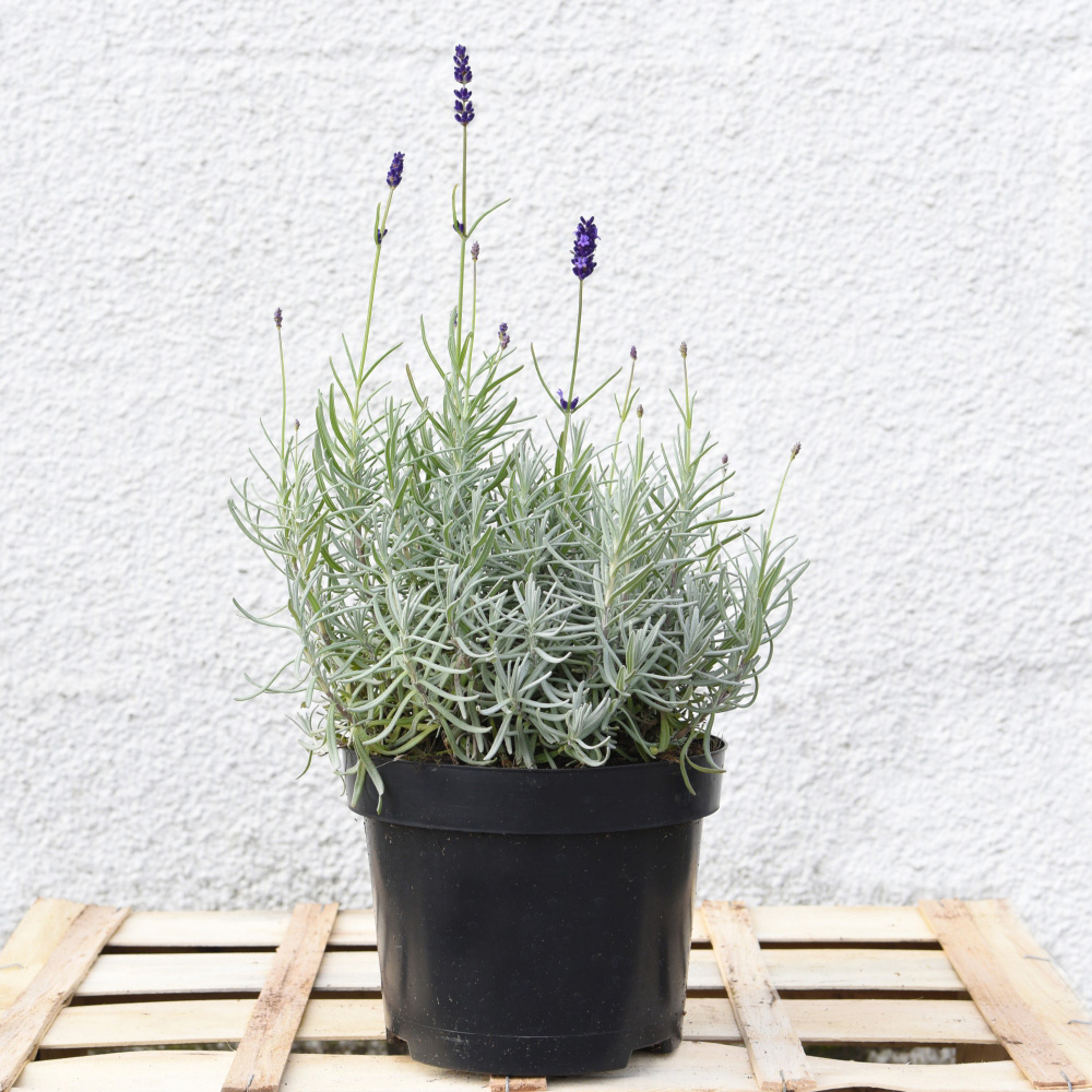 Thompson and Morgan Lavender Hidcote Plant Pot 3L Image 5