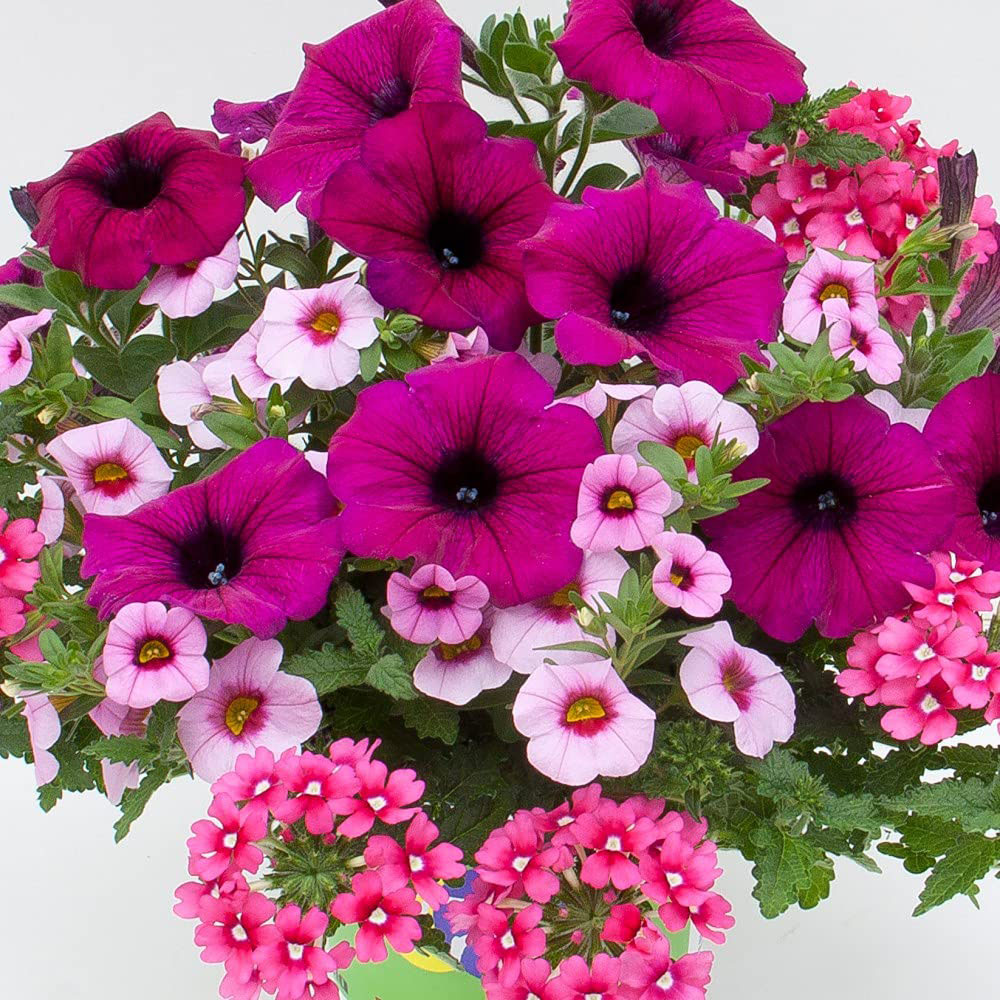 Thompson and Morgan Eton Mess Preplanted Hanging Basket 35cm Image 4