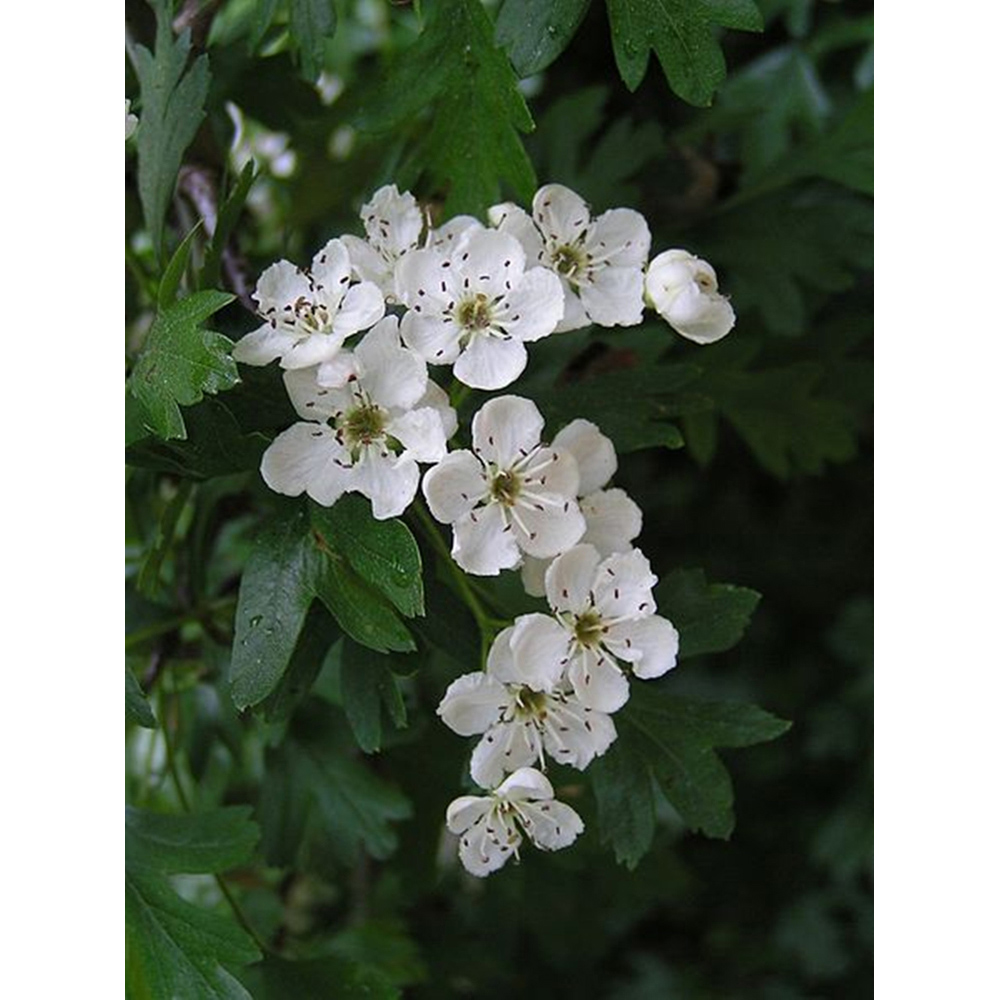 Inspirational Gifting Hawthorn Bare Root Hedge Plant Sapling 4-5ft 10 Pack Image 2