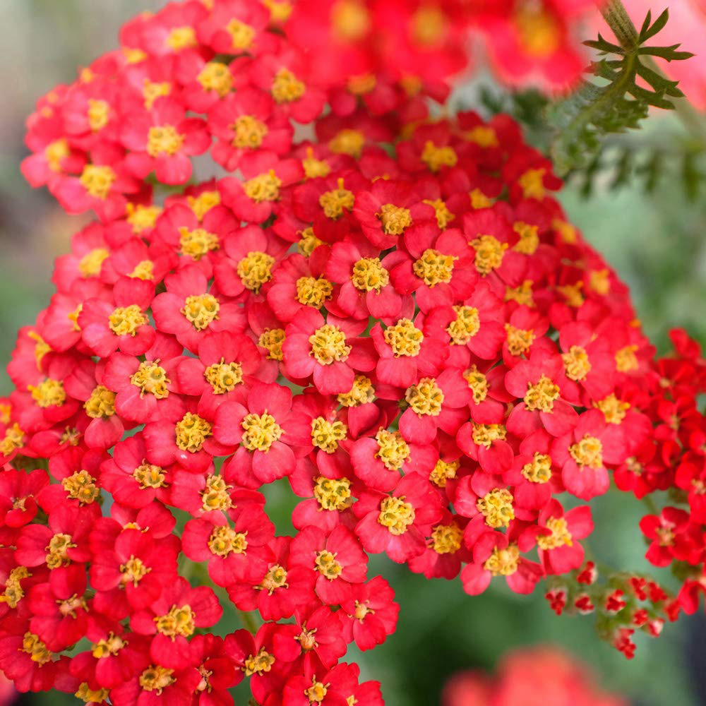 Thompson and Morgan Achillea Millefolium Paprika Plant Pot 3L 2 Pack Image 1