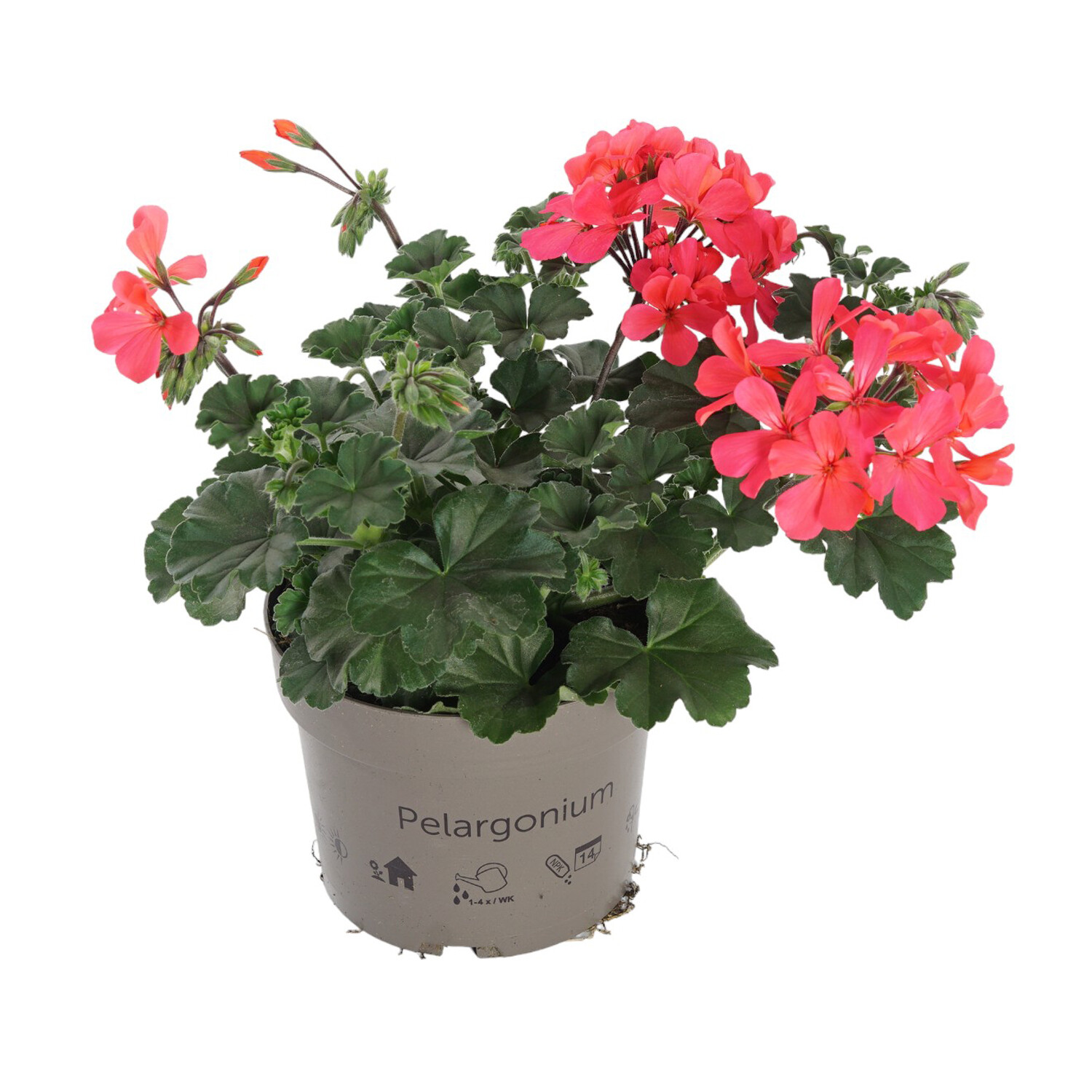 Geranium Calliope Bedding - Multicolour Image 3