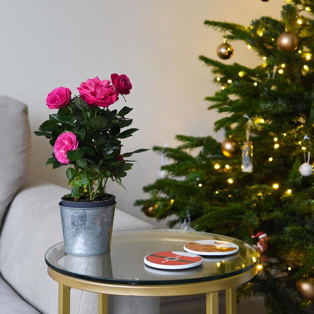 Thompson and Morgan Christmas Gift Scented Rose Deep Pink Plant in Zinc Pot 10.5cm 2 Pack Image 4