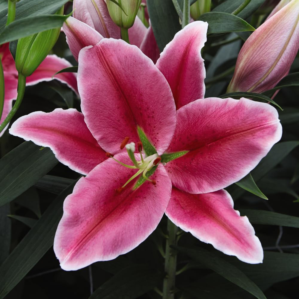 Thompson and Morgan Lily Giant Oriental Collection Bulbs 48 Pack Image 4