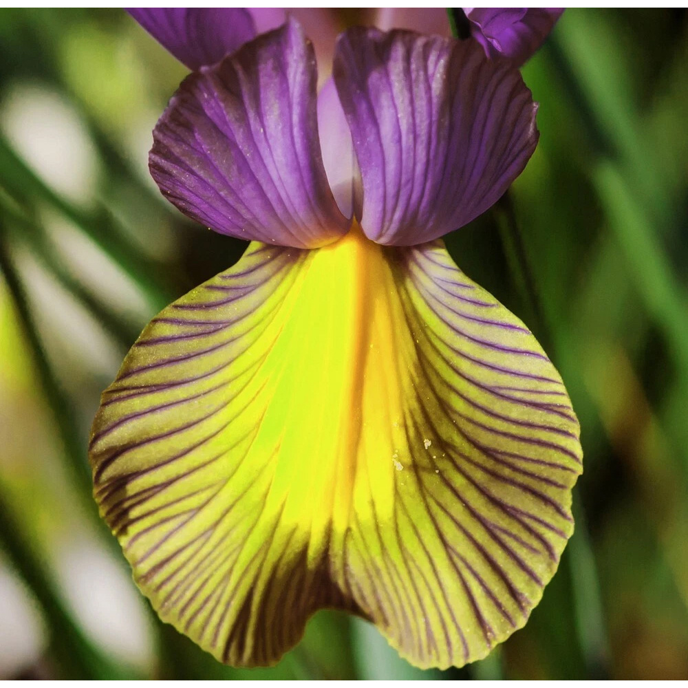 Thompson and Morgan Iris Picasso Autumn Planting Bulb 16 Pack Image 3