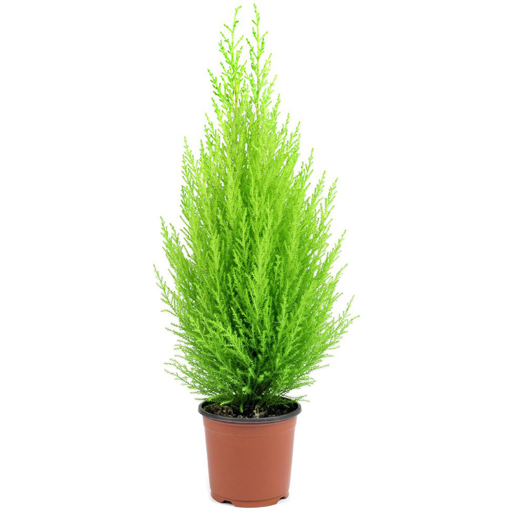 Thompson and Morgan Cupressus Goldcrest Wilma Plant Pot 10.5cm Image 5