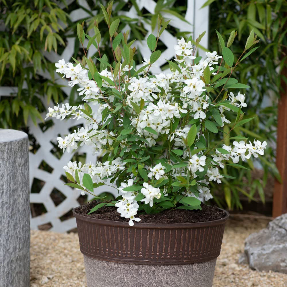 Thompson and Morgan Exochorda Blushing Pearl Potted Plant 9cm Image 3