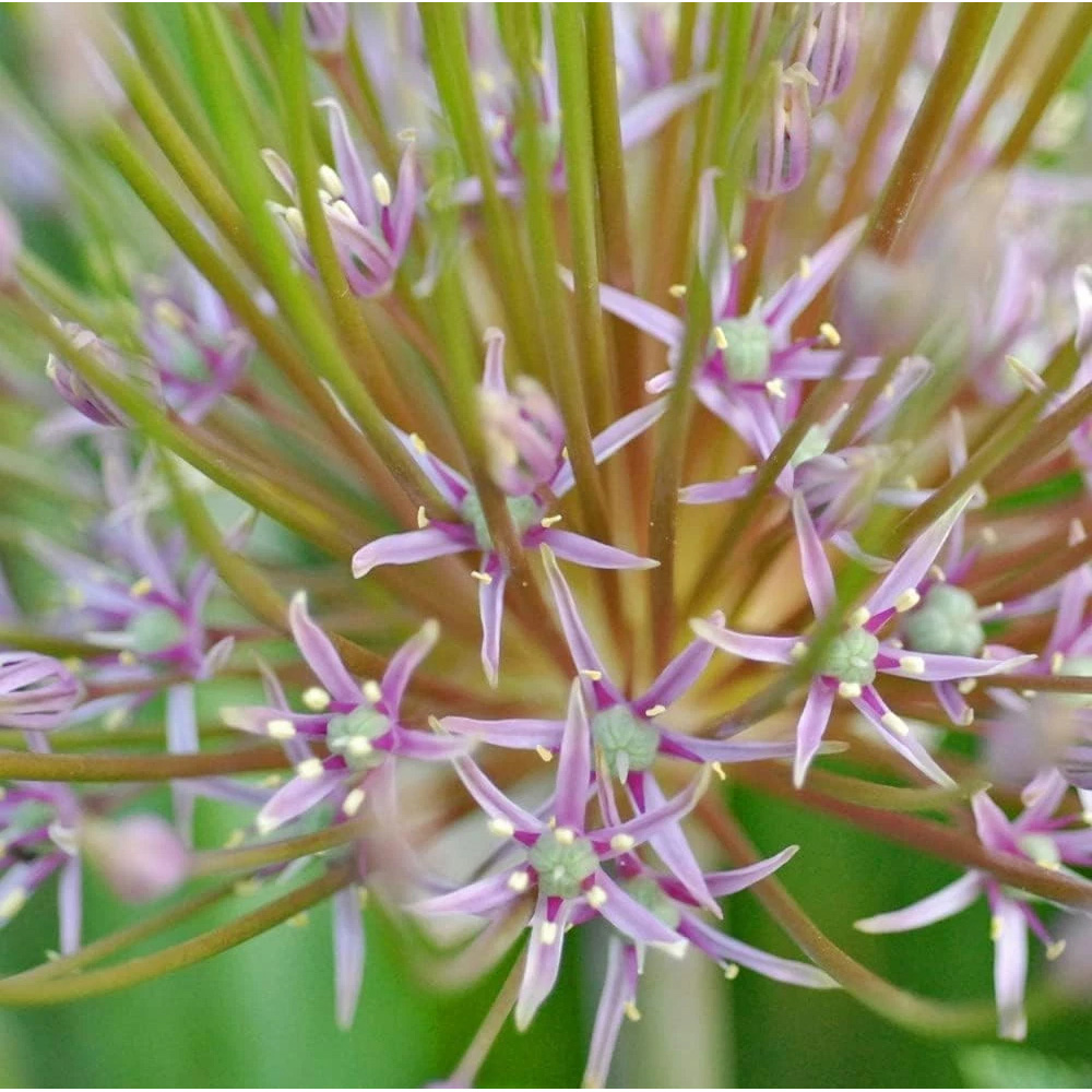 Thompson and Morgan Allium Schubertii Planting Bulb 3 Pack Image 2