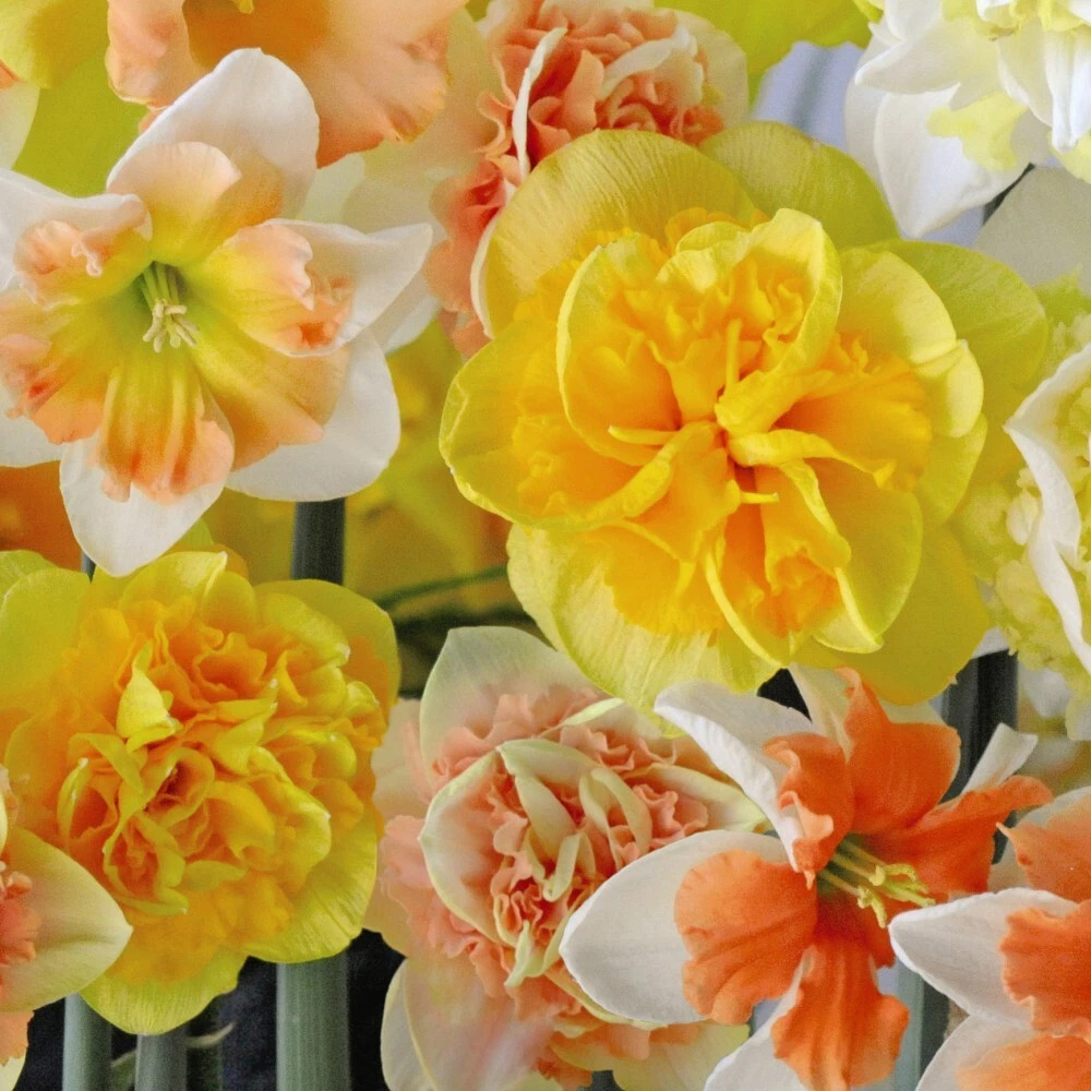 Thompson and Morgan Daffodil Citrus Sorbet Mixed Planting Bulb 40 Pack Image 2
