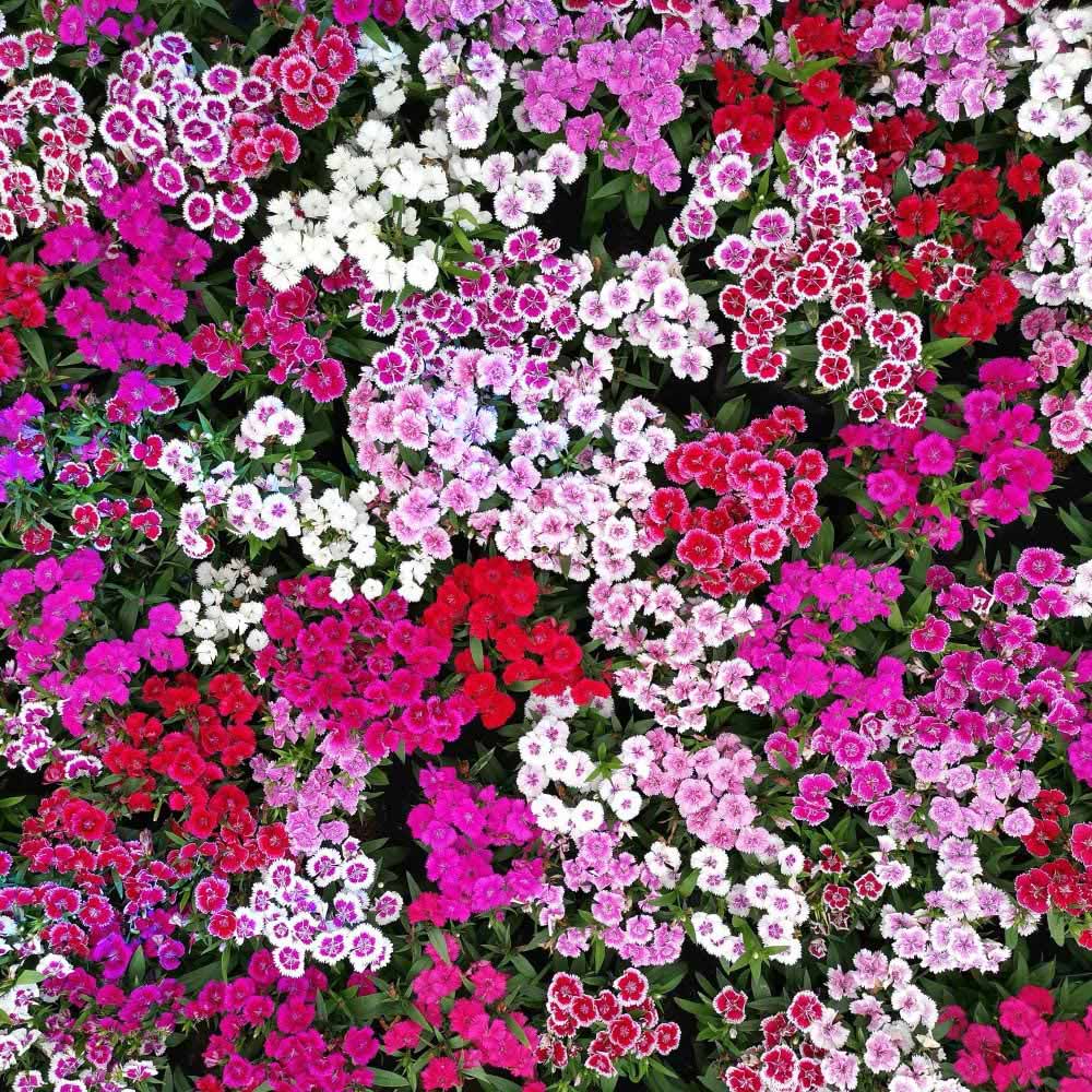 Thompson and Morgan Dianthus Pinks Festival Mixed Garden Ready Plant 30 Pack Image 5