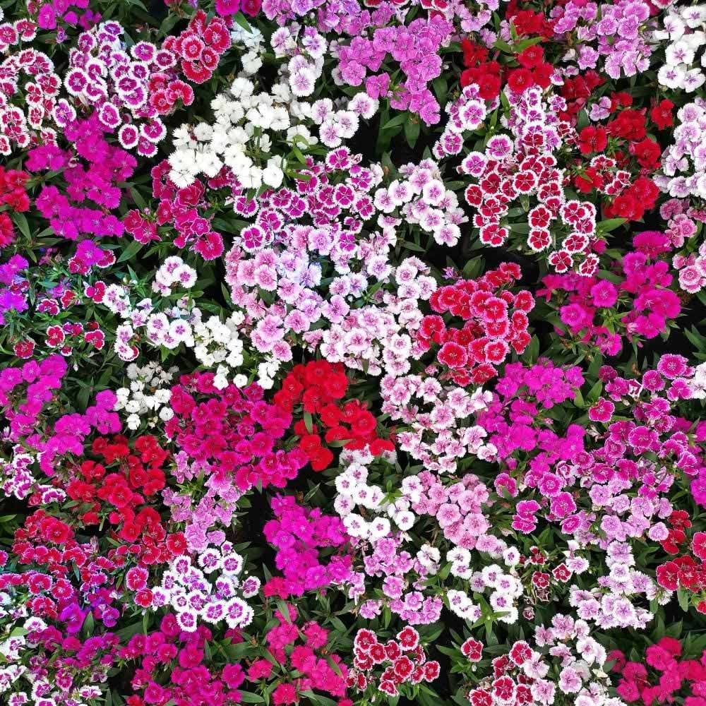 Thompson and Morgan Dianthus Pinks Festival Mixed Garden Ready Plant 15 Pack Image 5