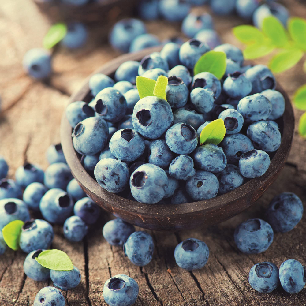 Thompson & Morgan Blueberry Darrow Potted Plant 2 Pack Image 2