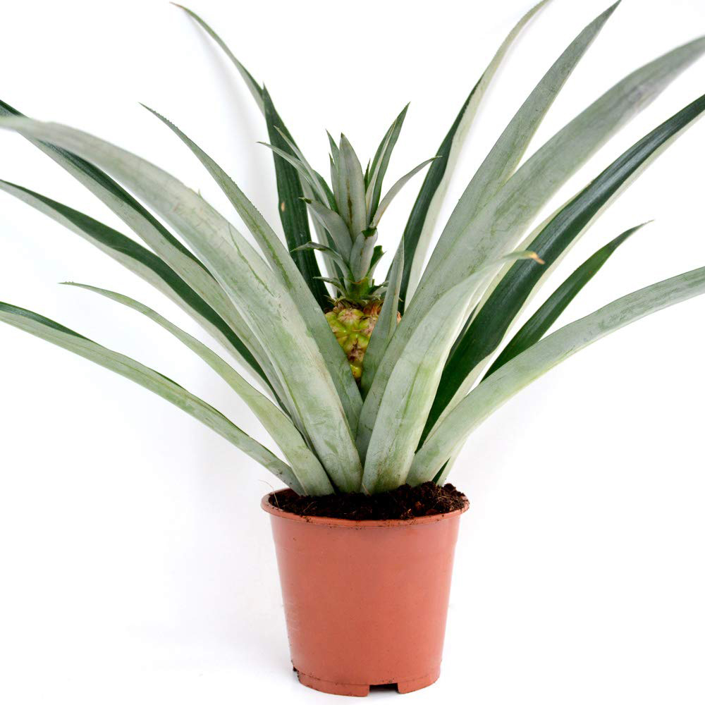 Thompson & Morgan Ornamental Pineapple Potted Plant 12cm Image 2