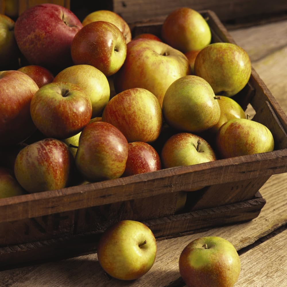 Thompson and Morgan Apple Malus Cox's Orange Pippin Espalier Tree Pot 5L 2 Pack Image 4