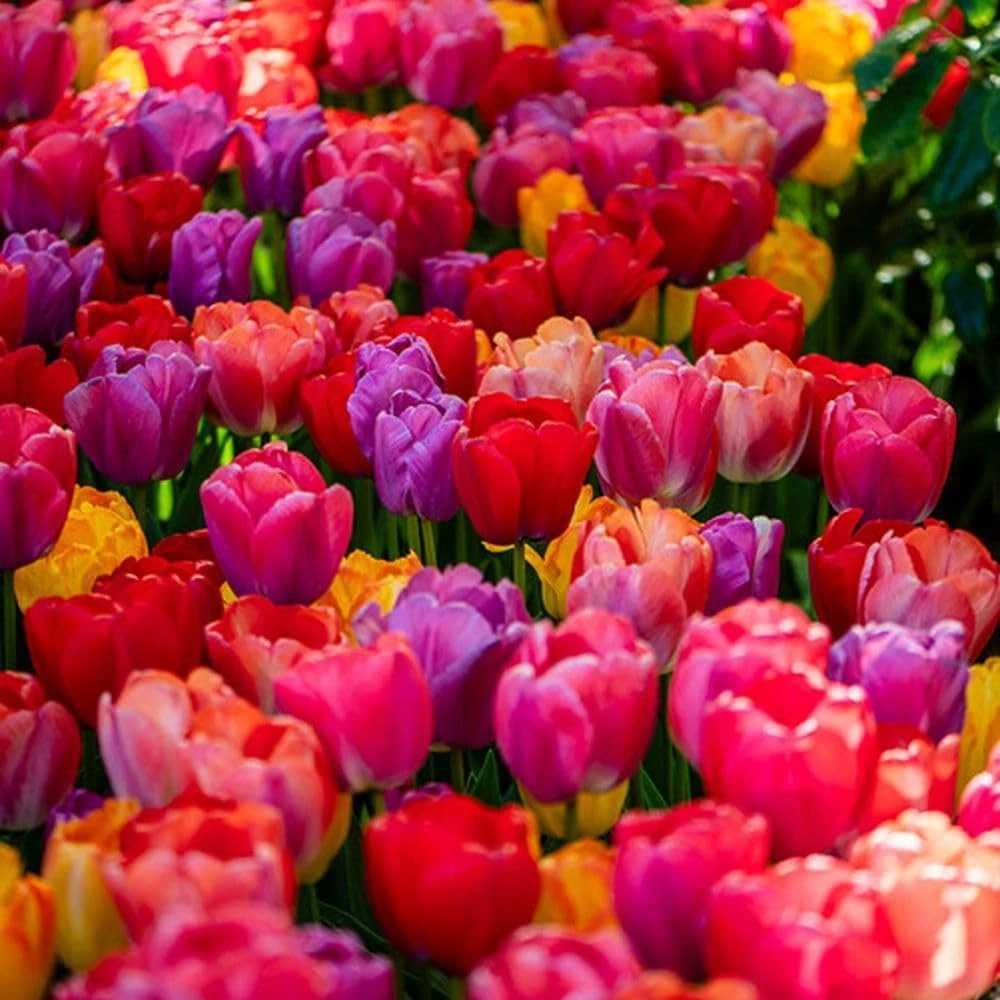 Thompson and Morgan Tulip Giant Collection Planting Bulb 20 Pack Image 3