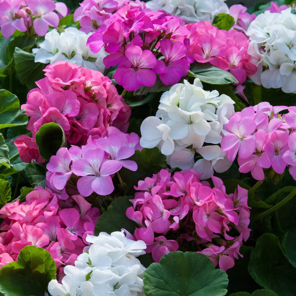 Thompson and Morgan Geranium Zonal JackPot Mixed Plant Plug 72 Pack Image 3