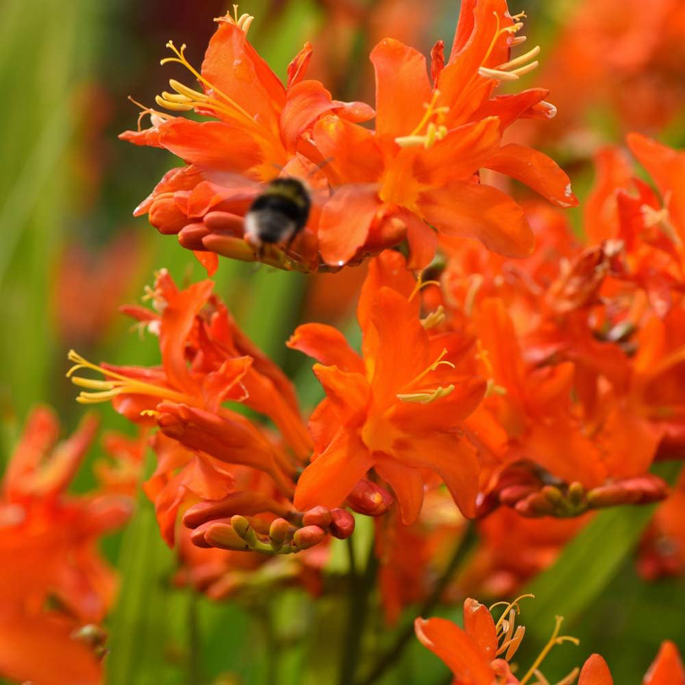Thompson & Morgan Crocosmia Spitfire Planting Bulb 5 Pack Image 2