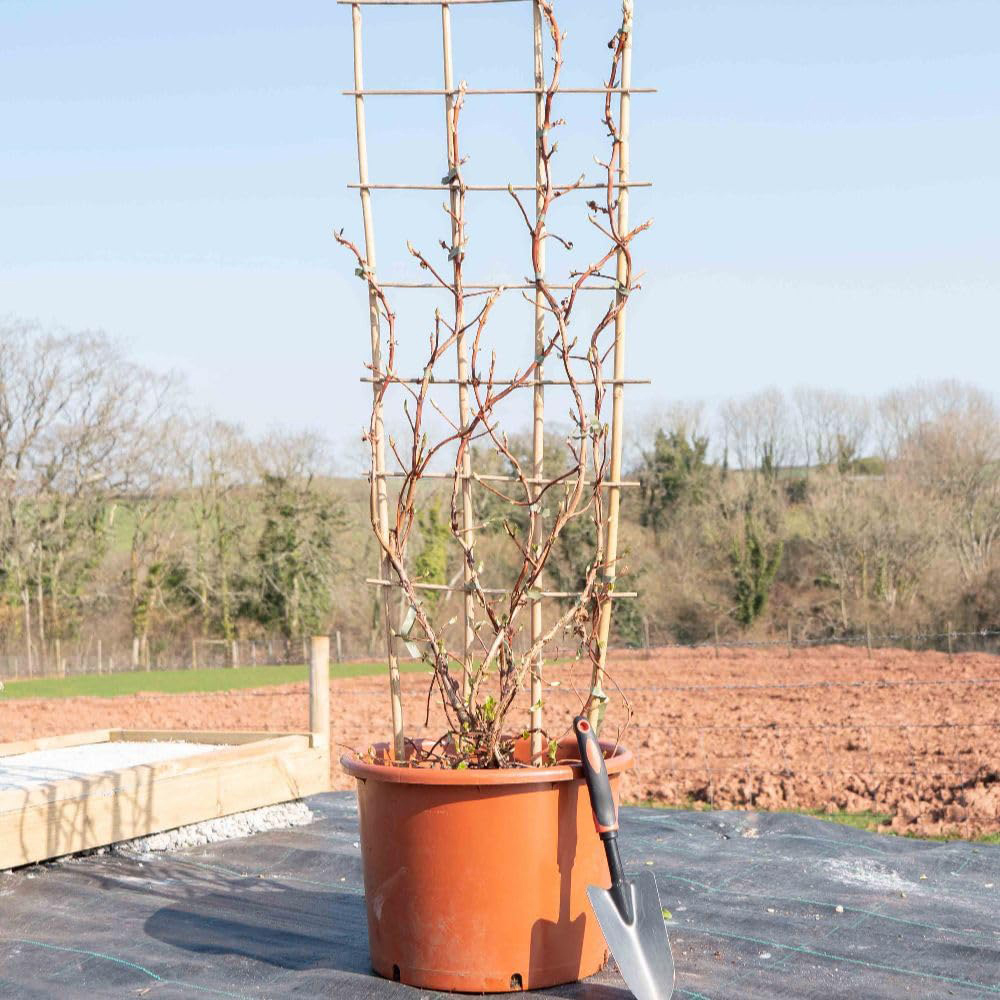 Thompson and Morgan Hydrangea Anomala Petiolaris Plant in Pot 18L Image 6