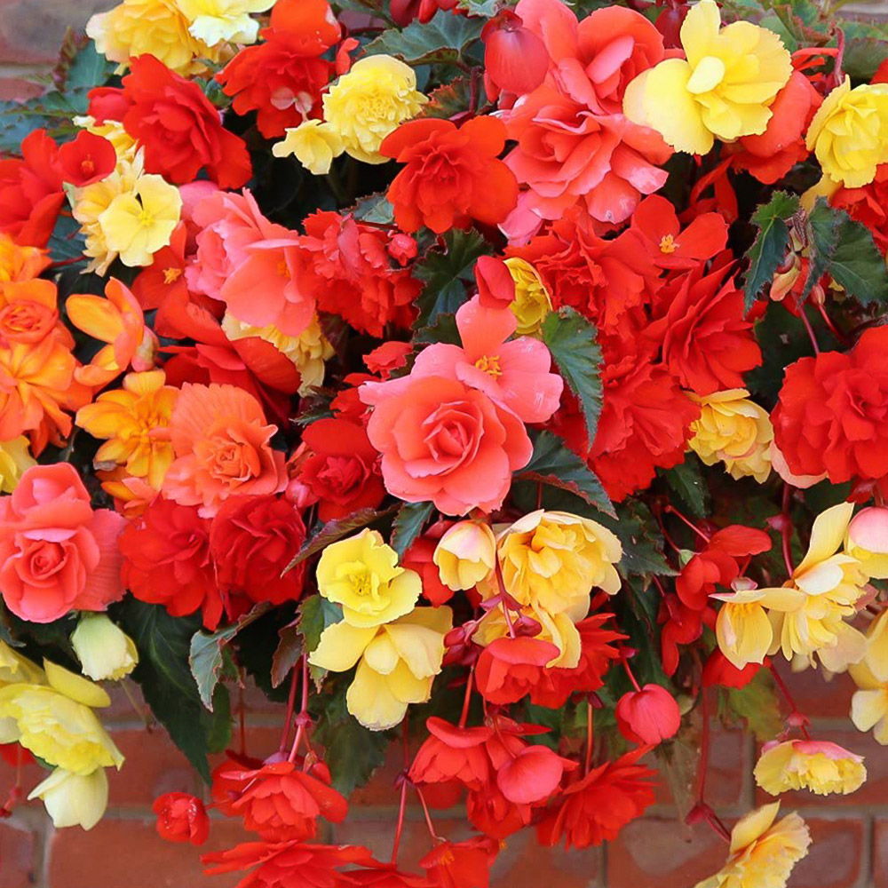Thompson and Morgan Begonia Illumination Mixed Garden Ready Plant 15 Pack Image 4