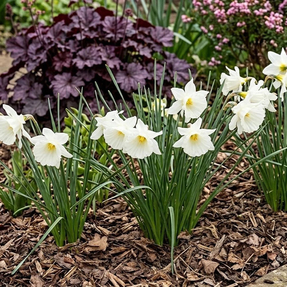 Thompson and Morgan Daffodil Cantabricus Planting Bulb 8 Pack Image 4