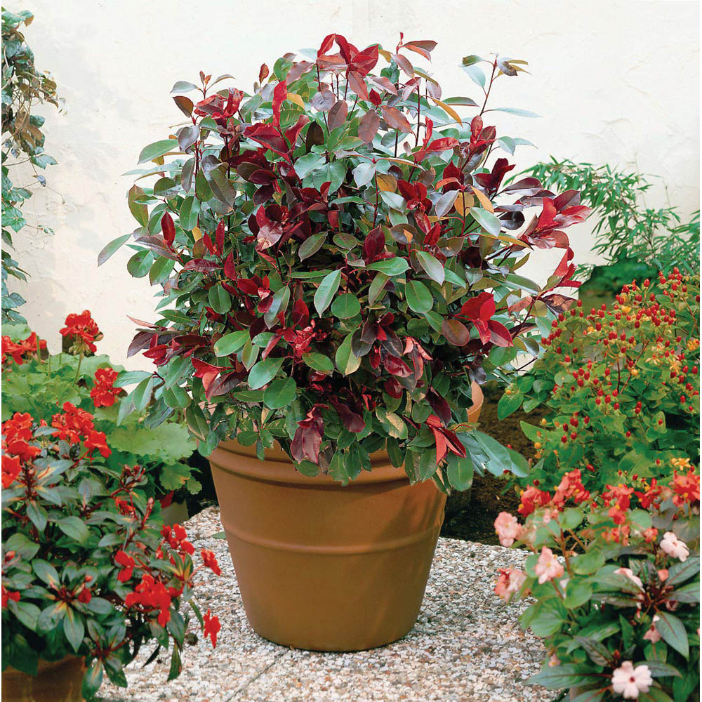 Thompson and Morgan Photinia Red Robin Plant Pot 9cm 3 Pack Image 2