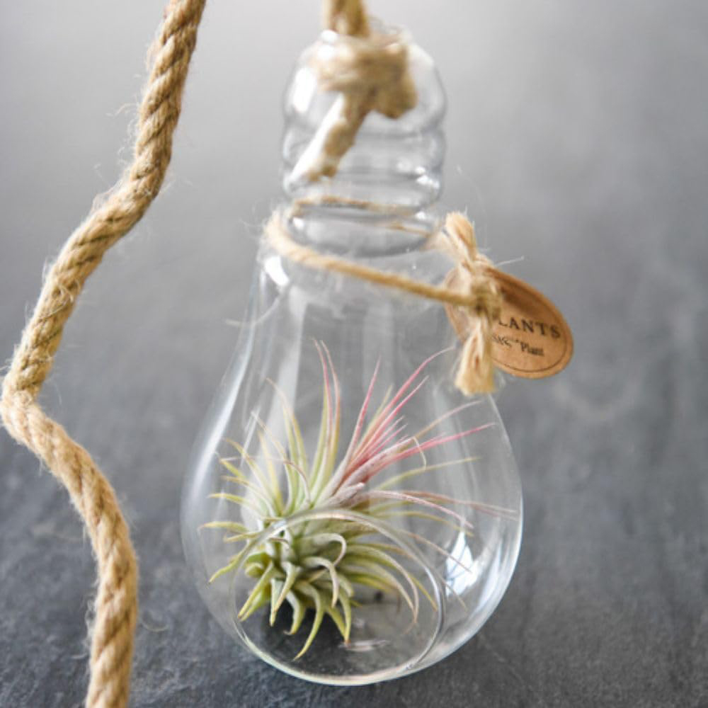 Thompson and Morgan Tillandsia Air Plant in Glass Bulb with Rope Image 7