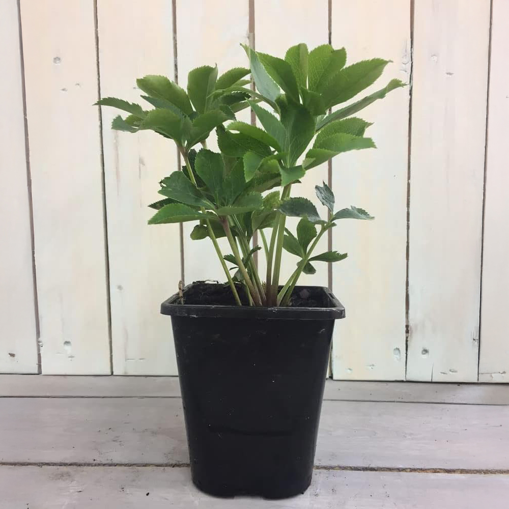 Thompson and Morgan Nurserymans Choice Perennial Plant Pot 1L Image 2