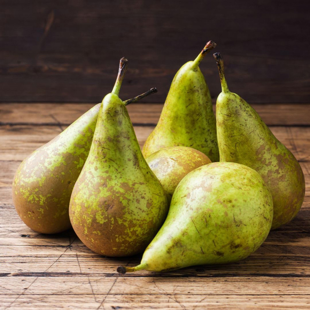 Thompson and Morgan Pear Conference Plant in Pot 12L 2 Pack Image 2