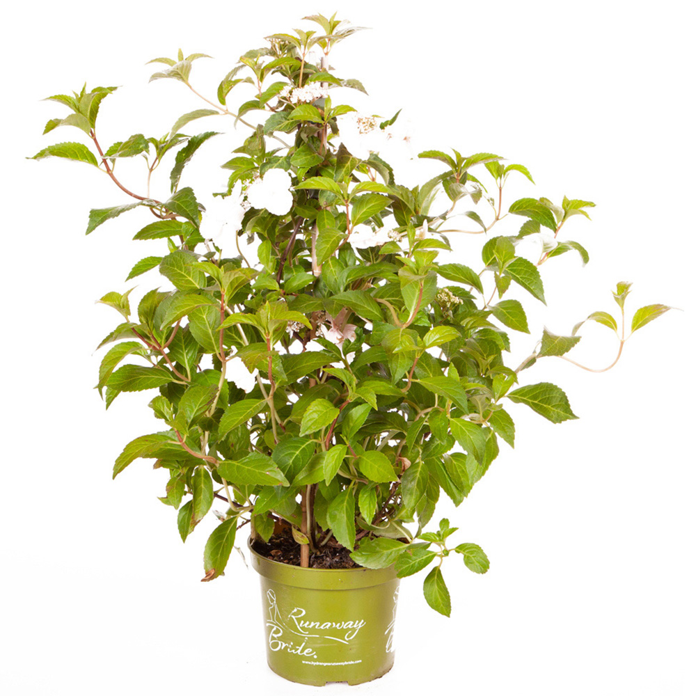 wilko Hydrangea Runaway Bride Plant Pot 14cm Image 2