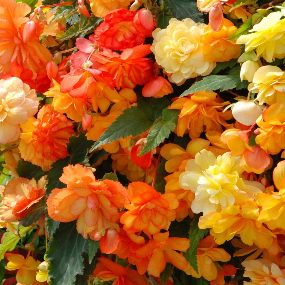 Thompson and Morgan Begonia Illumination Apricot Shades Improved Plant Plug 6 Pack Image 3