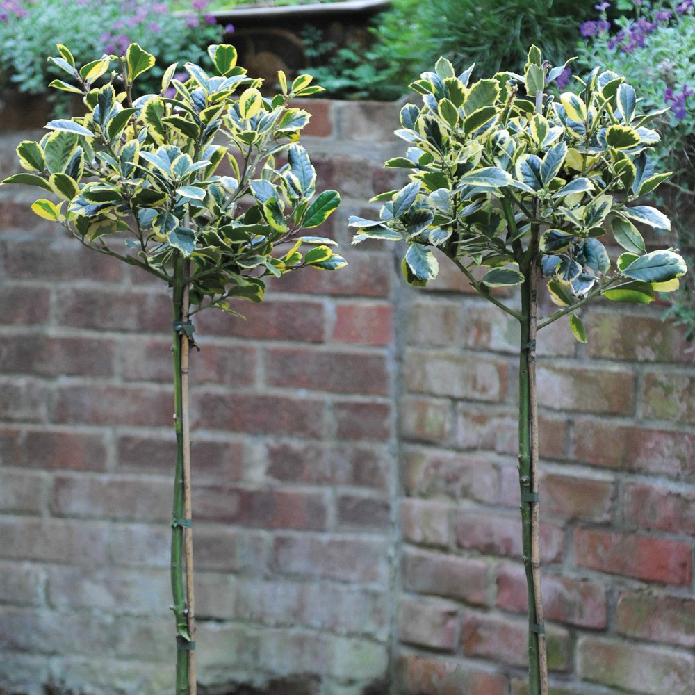 Thompson and Morgan Ilex Holly Golden King Standard Plant Pot 17cm Image 4