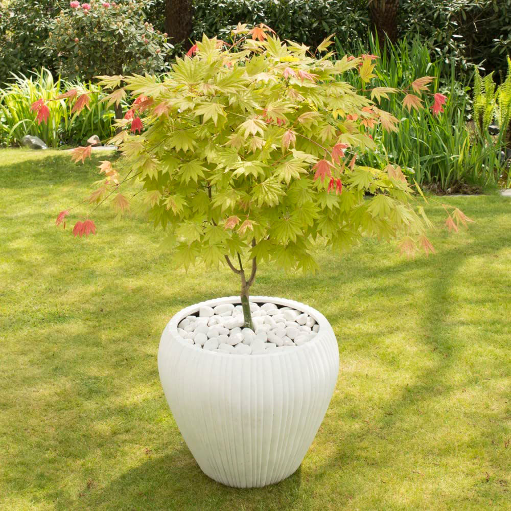Thompson and Morgan Acer Shirasawanum Moonrise Plant Pot 3L 2 Pack Image 2