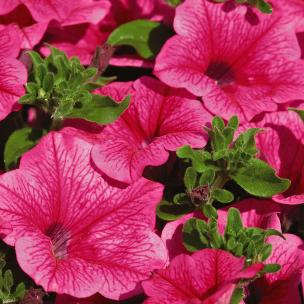Thompson and Morgan Petunia Hot Pink Trailing Surfinia Postiplug Plant 5 Pack Image 3