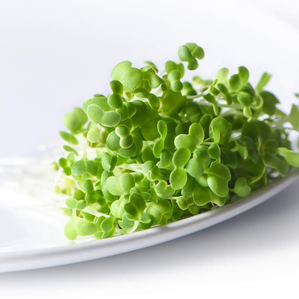 Thompson and Morgan Microgreens Mizuna CN Mizuna Seeds Image 3