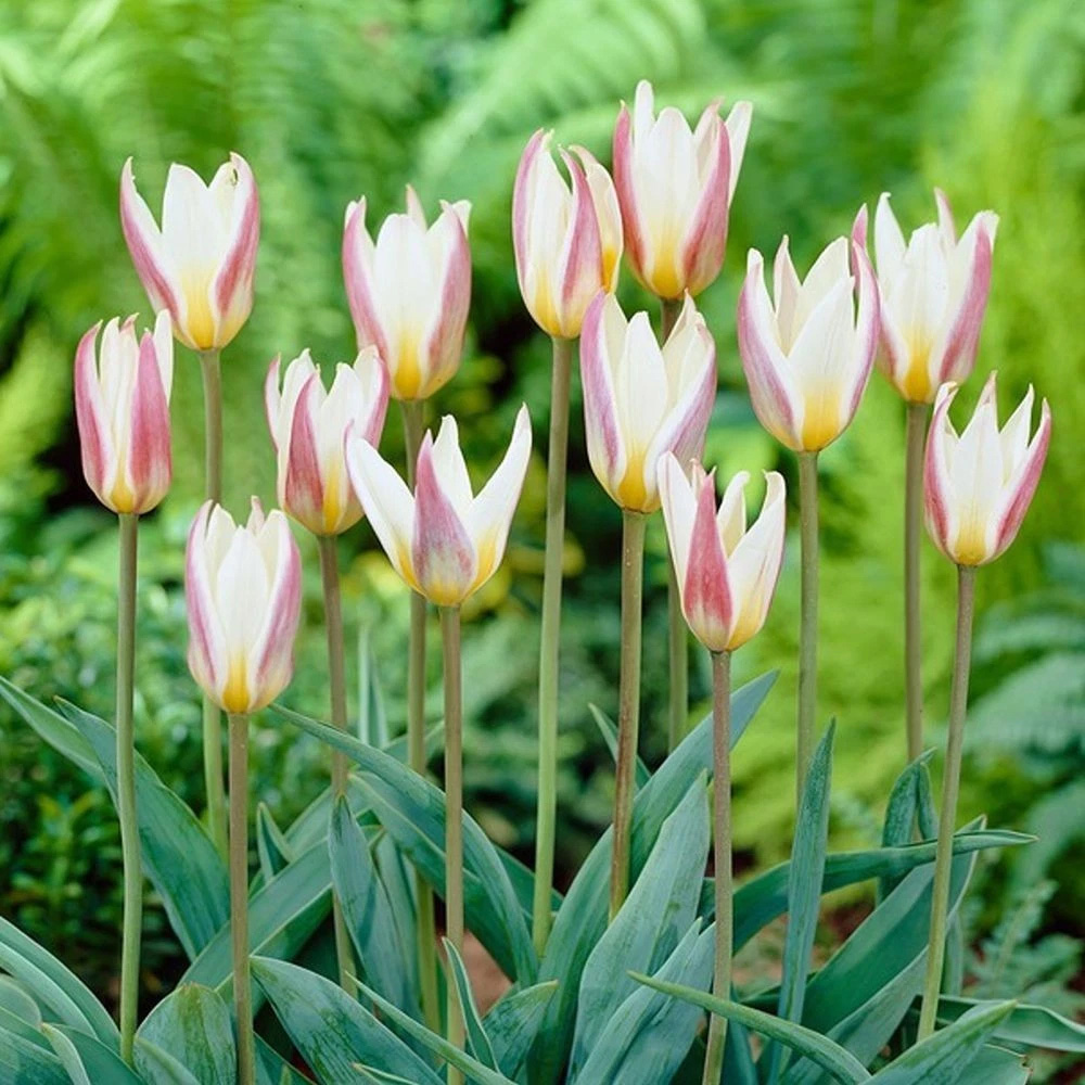 Thompson and Morgan Tulip Ice Stick Planting Bulb 16 Pack Image 2