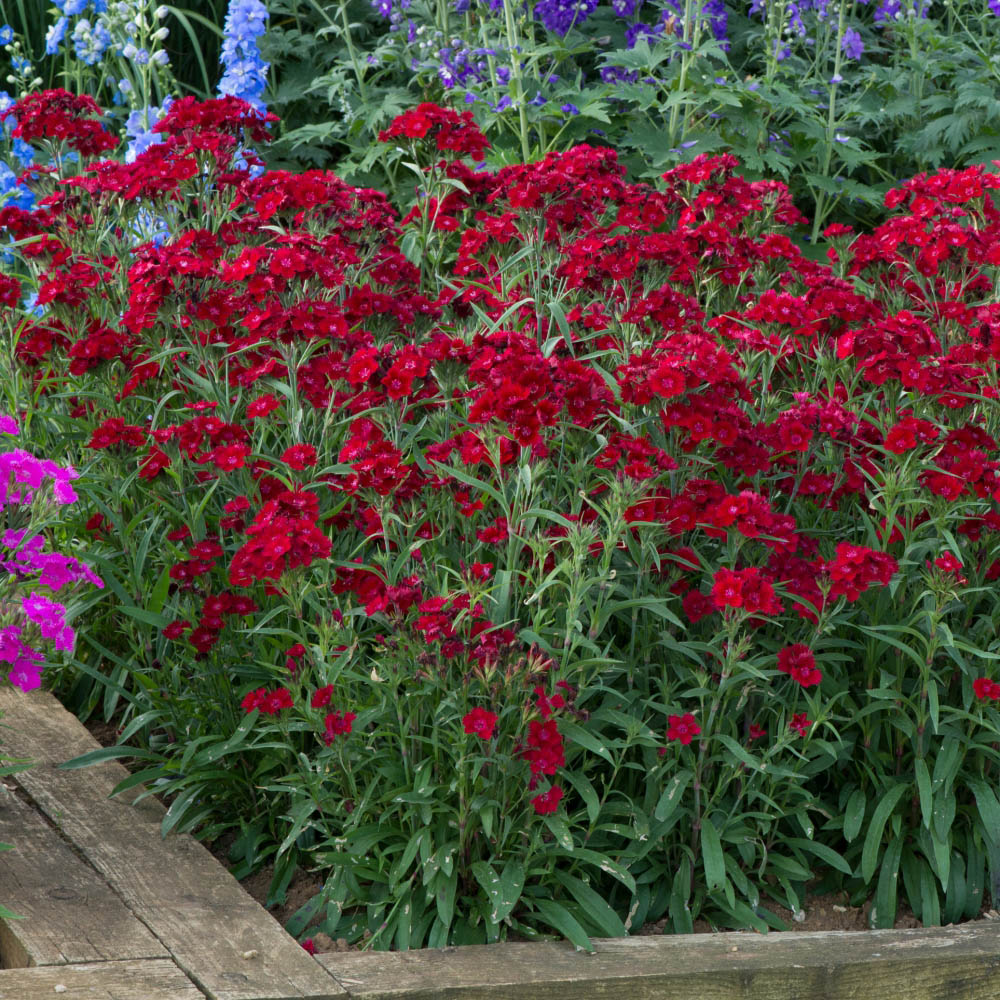Thompson and Morgan Dianthus Pinks Rocking Red Plant Plug 48 Pack Image 2