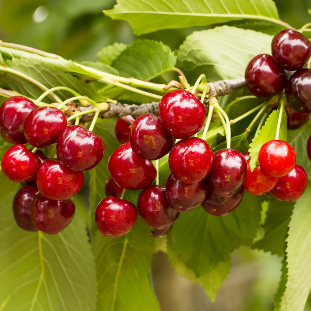 Thompson and Morgan Fruit Patio Tree Collection Plant Pot 9cm 3 Pack Image 2