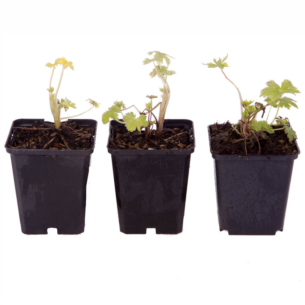 YouGarden Delphinium Collection 3 Pack Image 5