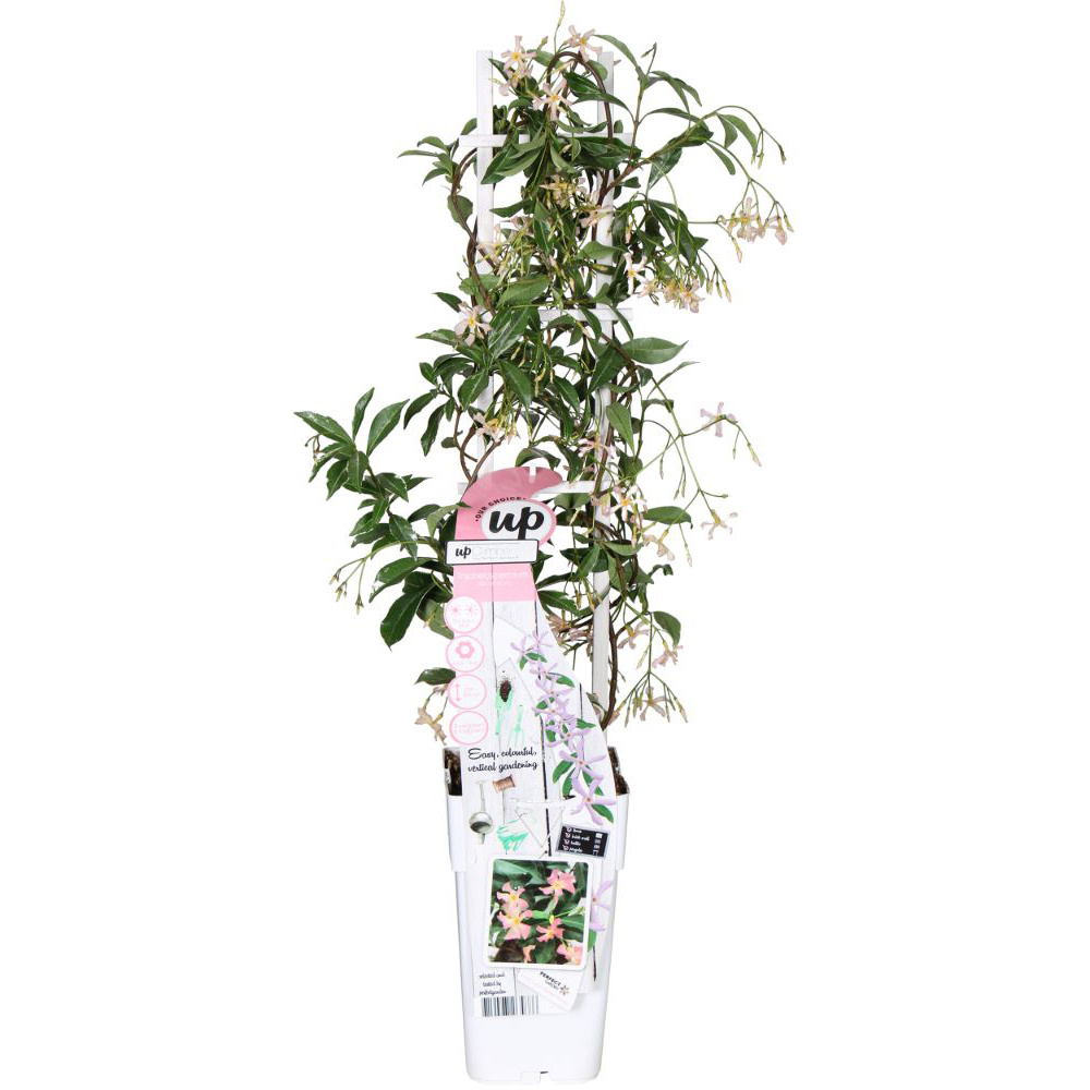 Thompson and Morgan Trachelospermum Star of Milano Plant Pot 9cm Image 3