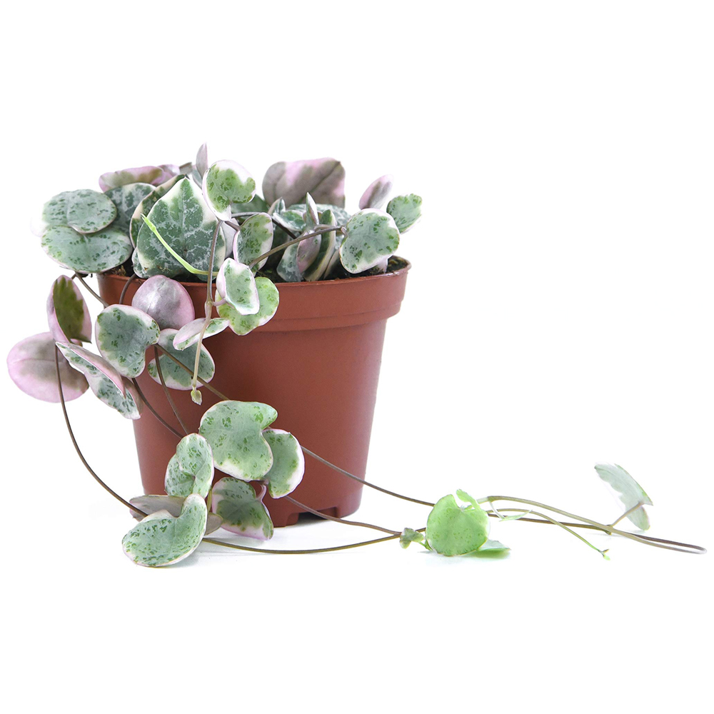 Thompson & Morgan String of Hearts Varigated Plant Pot 8cm 2 Pack Image 2
